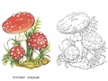 Раскраска Ядовитые грибы