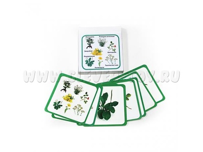 Монтессори карточки "Лекарственные растения"