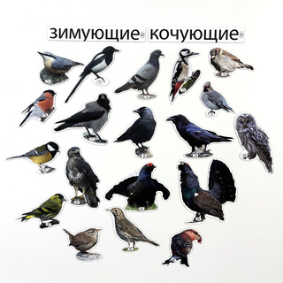 Набор магнитных карточек Зимующие и кочующие птицы (к плакату Птицы, тема 5)