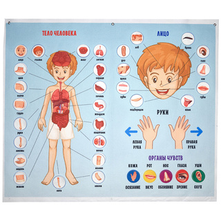 Панно Тело человека (88 элементов)